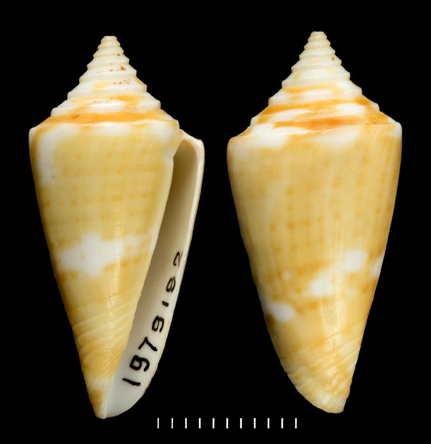 To NHMUK collection (Conus anabathrum Crosse, 1865; SYNTYPE; NHMUK:ecatalogue:3508763)