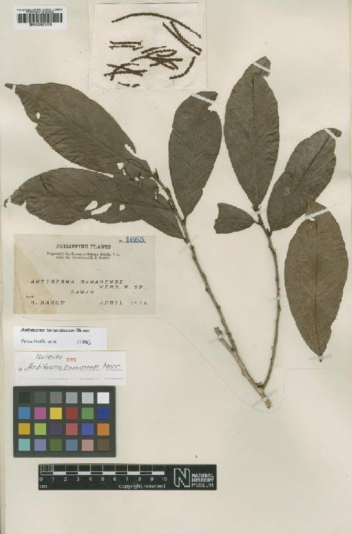 Antidesma tomentosum Blume - BM000951379