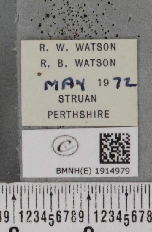 Ematurga atomaria (Linnaeus, 1758) - BMNHE_1914979_label_487390