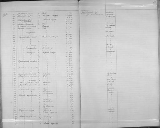 Drymophila caudata hellmayri Todd, 1915 - Zoology Accessions Register: Aves (Skins): 1904 - 1905: page 85