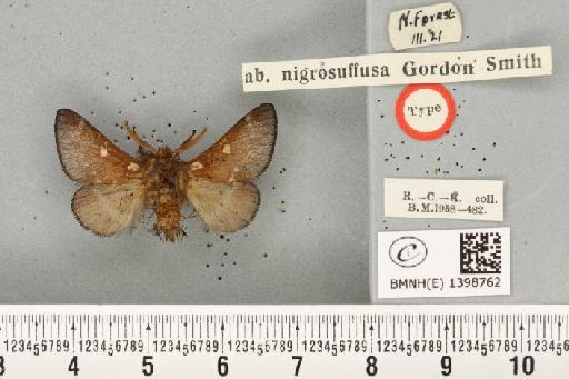 Eriogaster lanestris ab. nigrosuffusa Smith, 1954 - BMNHE_1398762_191669