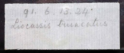 Liocassis truncatus Regan, 1913 - 1891.6.13.24; Liocassis truncatus; image of jar label; ACSI project image