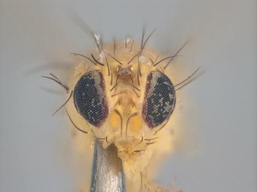 Liriomyza microglossae Spencer, 1963 - Liriomyza microglossae BMNHE 1487029 holotype male head frontal 2