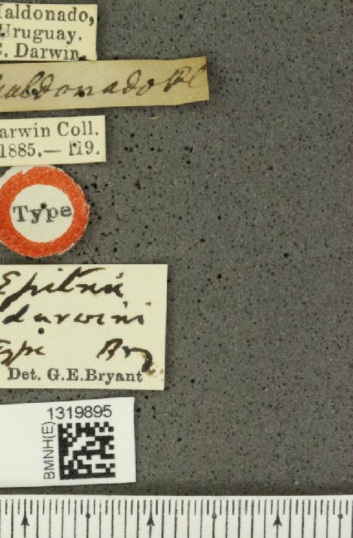 Epitrix darwini Bryant, G.E., 1942 - BMNHE_1319895_label_25170