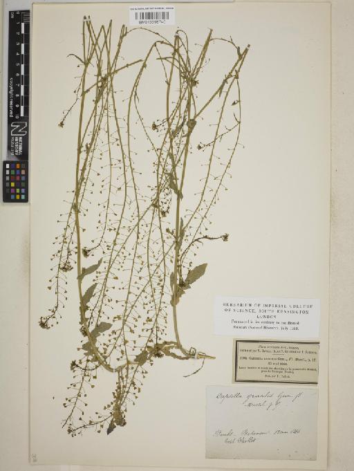 Capsella × gracilis Gren. - BM013398740