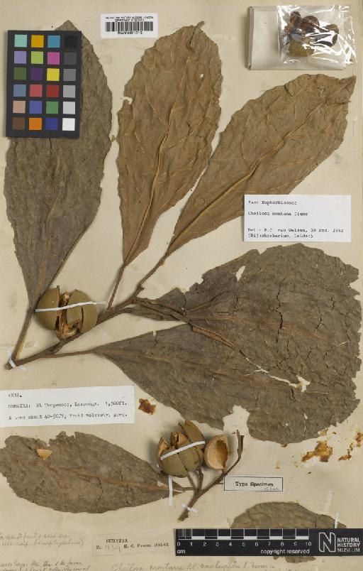 Cheilosa montana var. longifolia S.Moore - BM000951516