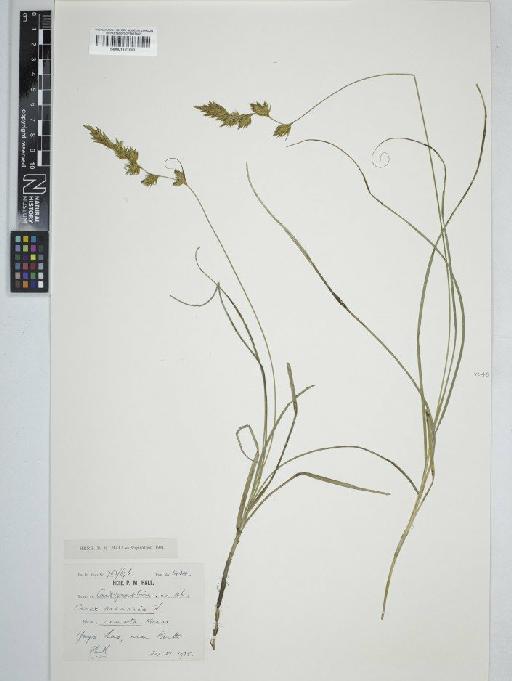 Carex arenaria L. - BM001131893C
