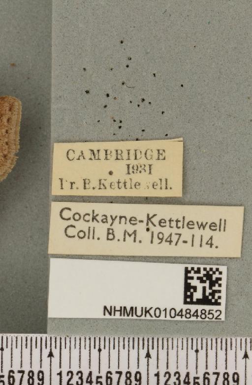 Lygephila pastinum ab. ludicra Haworth, 1809 - NHMUK_010484852_label_540800