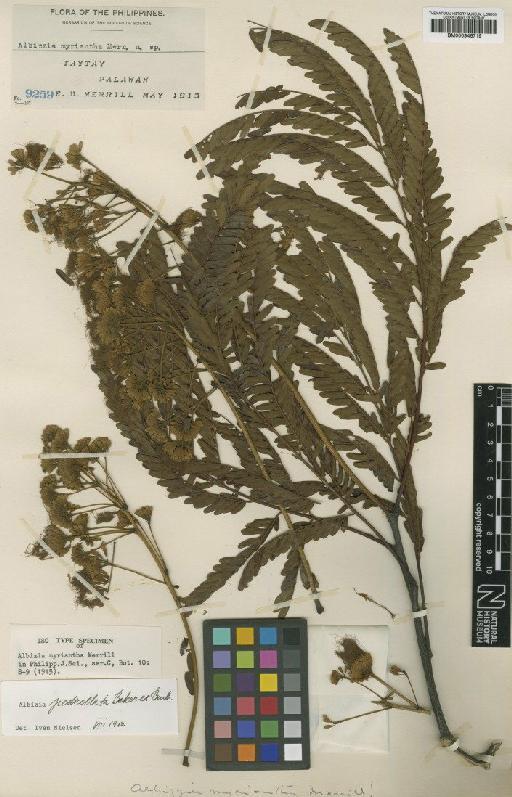 Albizia pedicellata Baker ex Benth. - BM000946719