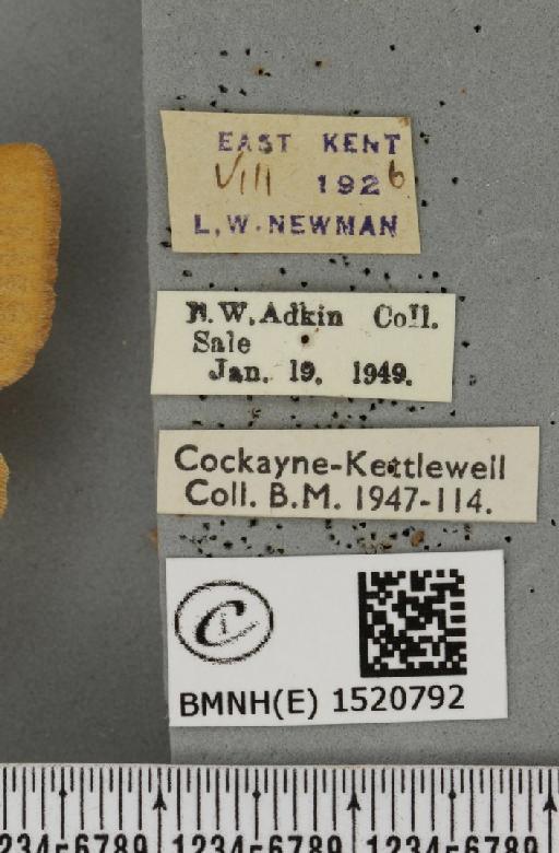 Lasiocampa trifolii flava Chalmers-Hunt, 1962 - BMNHE_1520792_label_192431