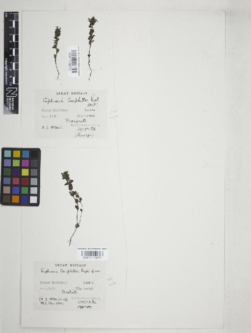 Euphrasia campbelliae Pugsley - 015158775