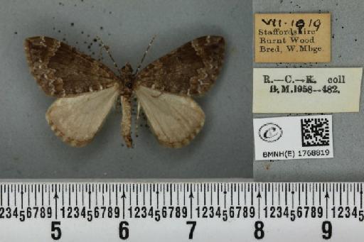 Dysstroma truncata truncata ab. nigerrimata Fuchs, 1900 - BMNHE_1768819_349661
