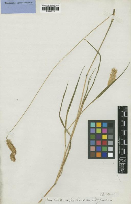Setaria glauca (L.) P.Beauv. - BM000991744