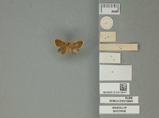 Porthesia pyraustis Meyrick, 1891 - 010916947_additional