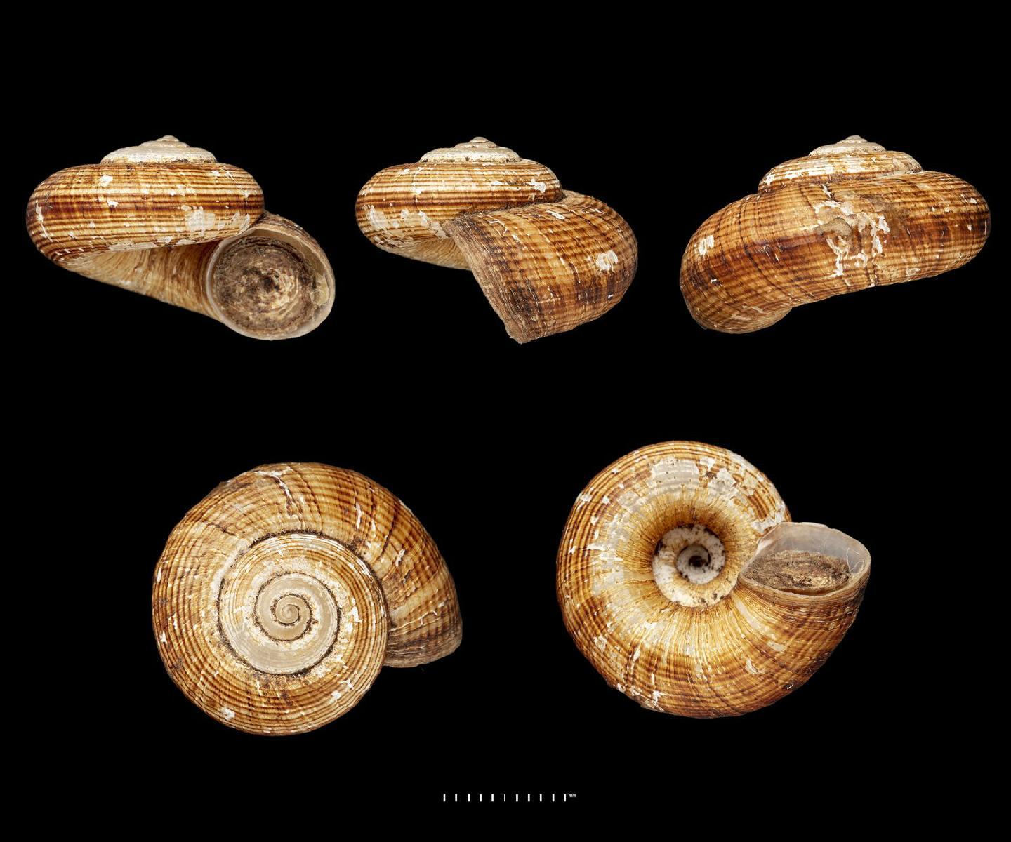 To NHMUK collection (Amphicyclotus chanchapoyasensis Da Costa, 1906; SYNTYPE; NHMUK:ecatalogue:2852478)