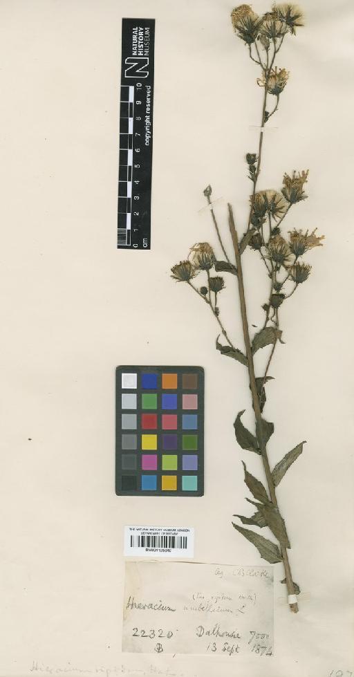 Hieracium umbellatum L. - BM001125642