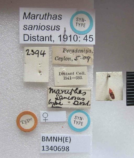 Maruthas saniosus Distant, 1911 - Maruthas saniosus-BMNH(E)1340698-Syntype female_Labels