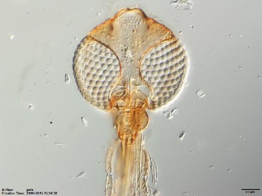 Lutzomyia (Nyssomyia) olmeca olmeca (Vargas & Diaz Najera, 1959) - Lutzomyia_olmeca_nociva-BMNH(E)1722067_PT-male_head-10x.tif