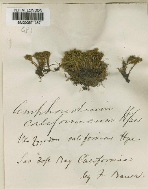 Amphidium californicum (Hampe ex Müll.Hal.) Broth. - BM000671387