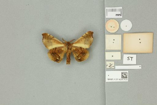 Carthara maevia Druce, 1898 - 014200185 Carthara maevia Druce, 1898 _Syntype _Ventral_with_labels