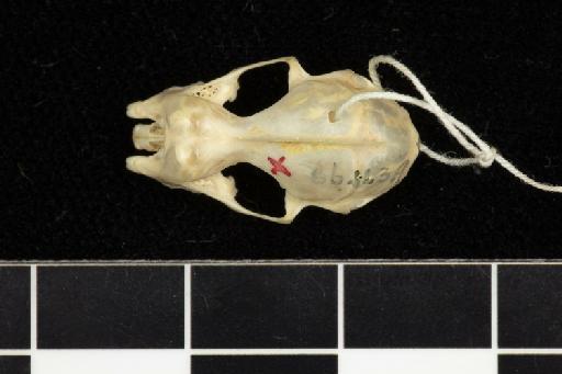 Hipposideros papua - 1886_11_3_9-Phyllorhina_papua-Syntype-Skull-dorsal