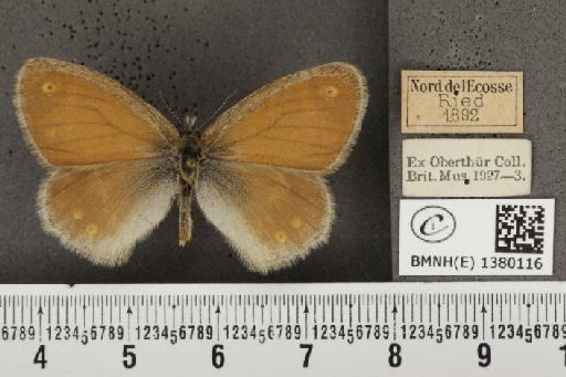 Coenonympha tullia scotica (Müller, 1764) - BMNHE_1380116_160949