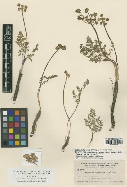 Lomatium cous (S.Watson) J.M.Coult. & Rose - BM001042945