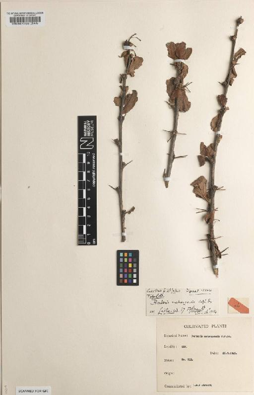 Berberis mekongensis W.W.Sm. - BM000554726