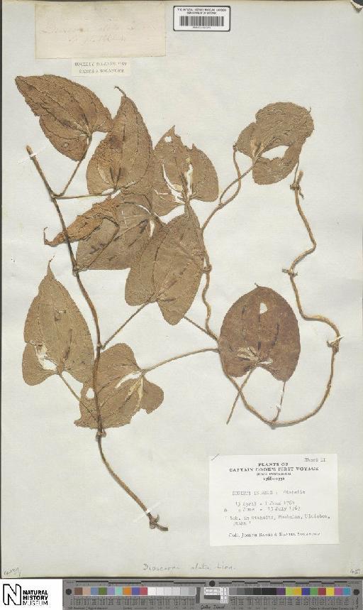 Dioscorea alata L. - BM001190083