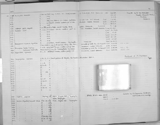 Hipposideros dyacorum - Zoology Accessions Register: Mammals: 1965 - 1966: page 90