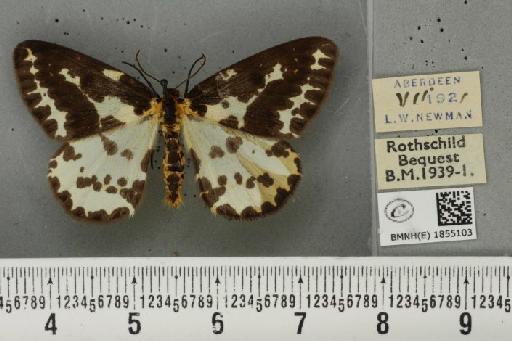 Abraxas grossulariata ab. aberdoniensis Raynor, 1923 - BMNHE_1855103_415766