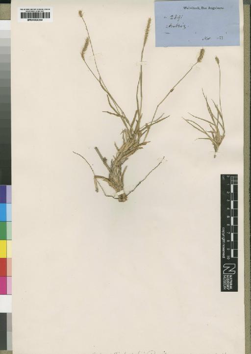 Setaria welwitschii Rendle - BM000923230