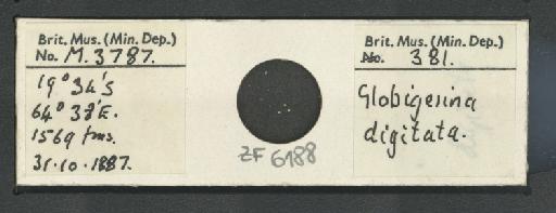 Beella digitata (Brady, 1879) emend. Banner and Blow, 1959 - ZF6188.jpg