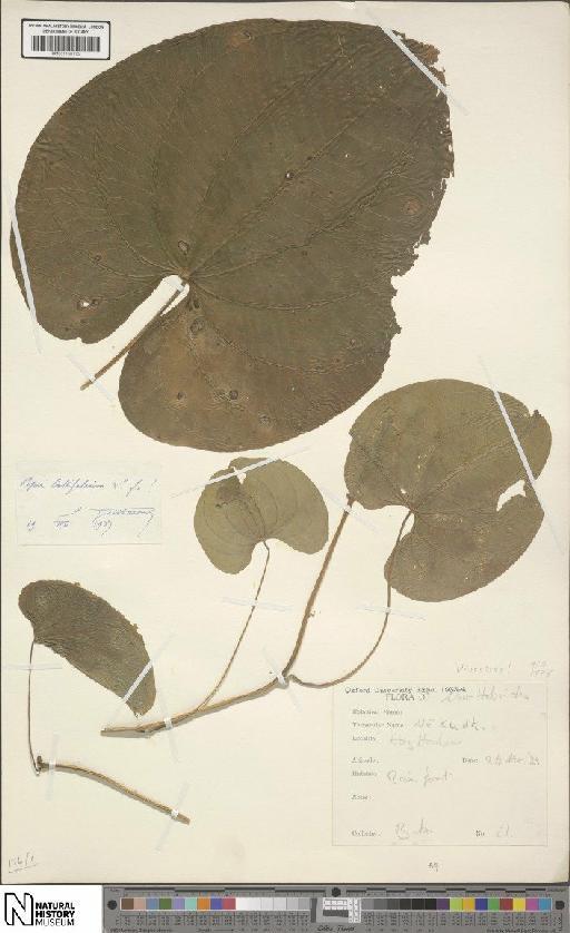 Dioscorea L. - BM001190113