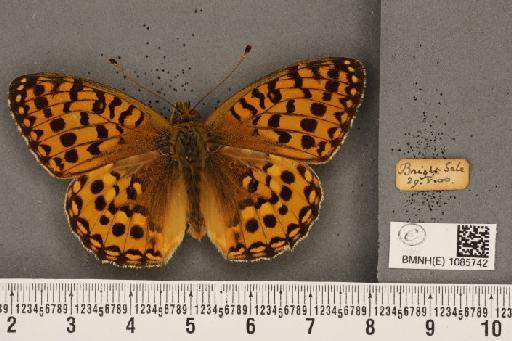 Argynnis aglaja (Linnaeus, 1758) - BMNHE_1085742_54638