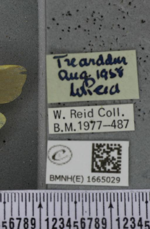 Eilema complana (Linnaeus, 1758) - BMNHE_1665029_label_288680