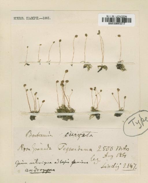 Philonotis curvata (Hampe) A.Jaeger - BM000960217