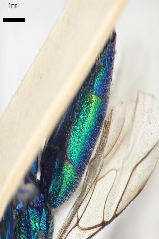 Chrysis alticola Mocsary, A., 1914 - Chrysis_alticola-BMNH(E)#970893_type-ventral-2X