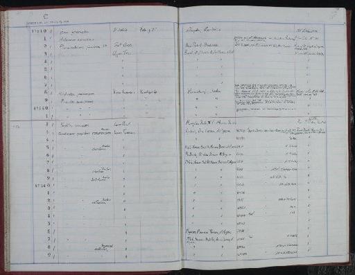 Kitchinites pondicherrianus (Kossmat) - NHM-UK_P_DF118_06_36_0039
