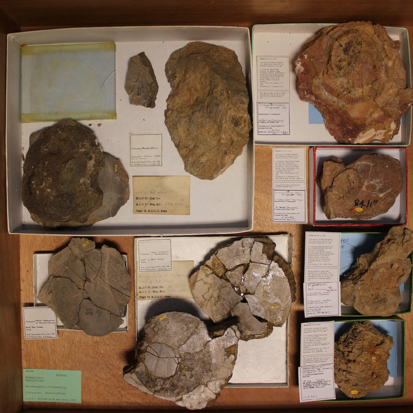 To NHMUK collection (Colveraia variabilis Klinghardt, 1921; NHMUK:ecatalogue:2169171)