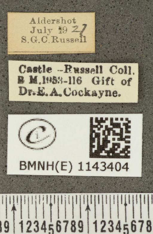 Lycaena phlaeas eleus ab. intermedia Tutt, 1896 - BMNHE_1143404_label_108277