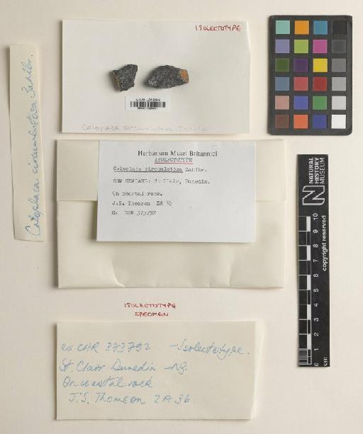 Caloplaca circumlutosa Zahlbr. - BM001096481