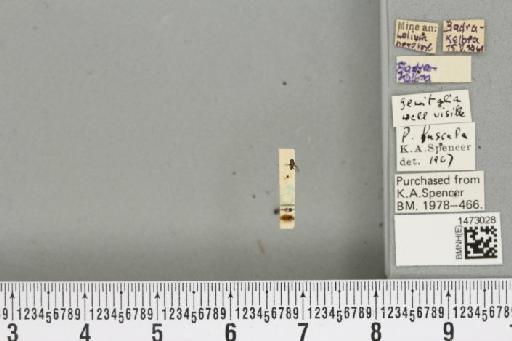 Chromatomyia fuscula (Zetterstedt, 1838) - BMNHE_1473028_a_48301