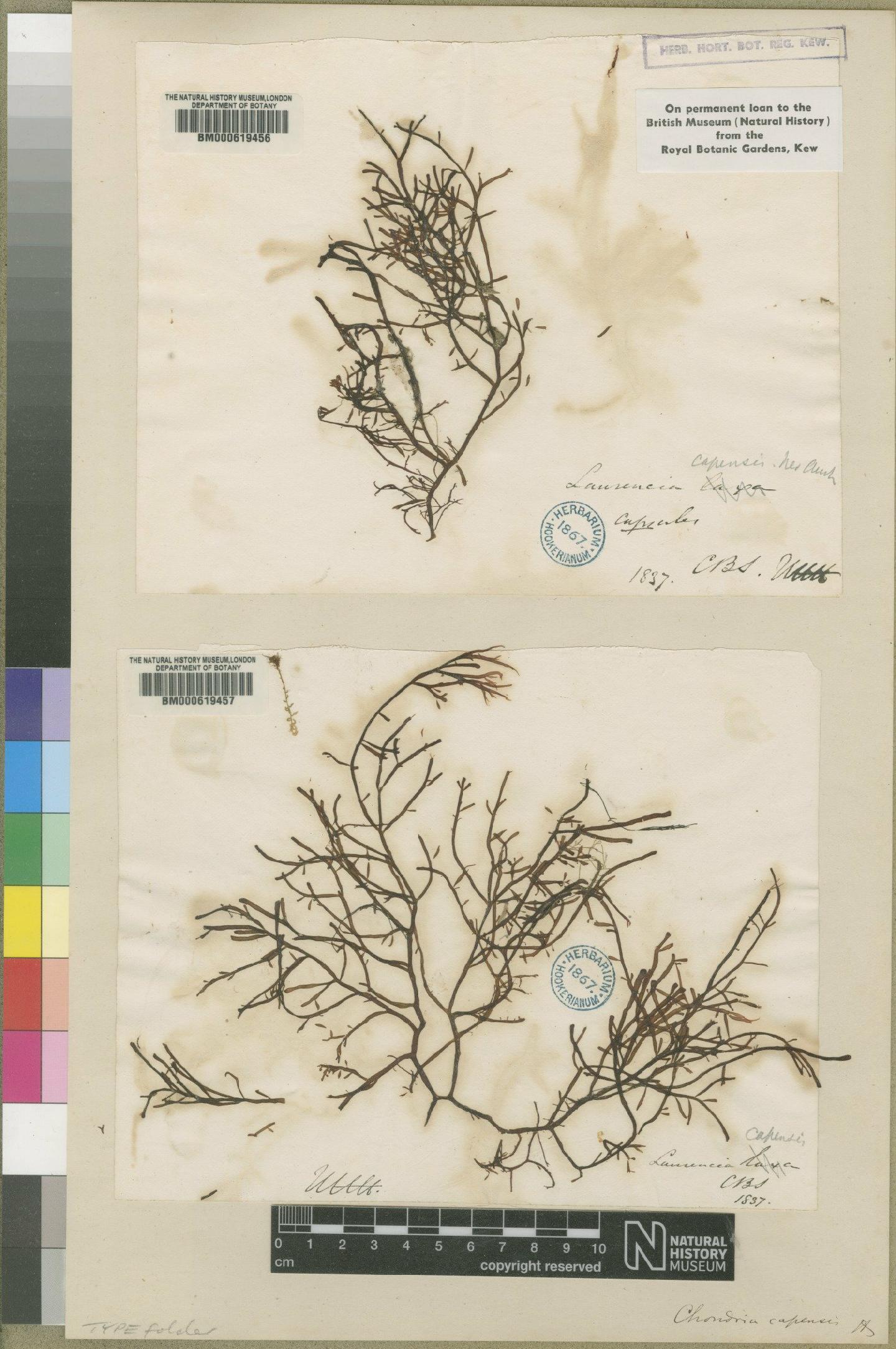 To NHMUK collection (Chondria capensis (Harvey) Askenasy; Original material; NHMUK:ecatalogue:4857791)
