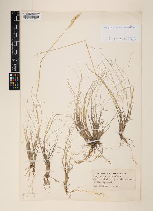 Elymus serpentinus (L.B.Cai) S.L.Chen & G.H.Zhu - 000013891