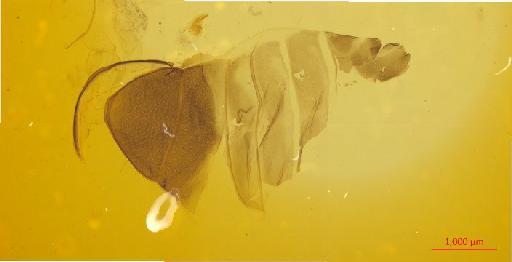 Melolonthinae Leach, 1819 - 010130255___11