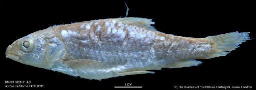 Barbus beddomii Günther, 1868 - BMNH 1863.11.3.5 Barbus beddomii, HOLOTYPE