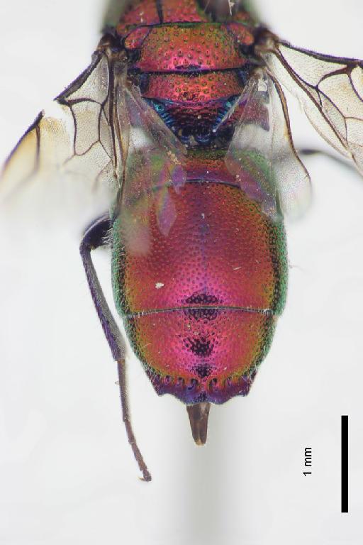 Chrysis chrysoviolacea Linsenmaier, 1968 - Chrysis_chrysoviolacea-BMNH(E)#970915_type-distal-2_5X