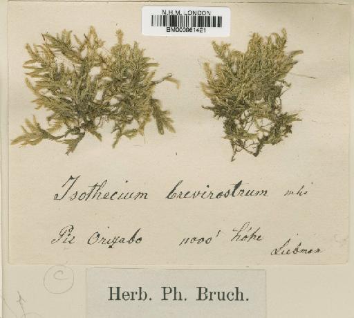 Entodon brevirostris (Schimp.) A.Jaeger - BM000961421