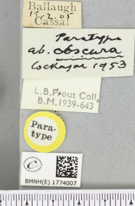 Colostygia multistrigaria ab. obscura Cockayne, 1953 - BMNHE_1774007_label_354964